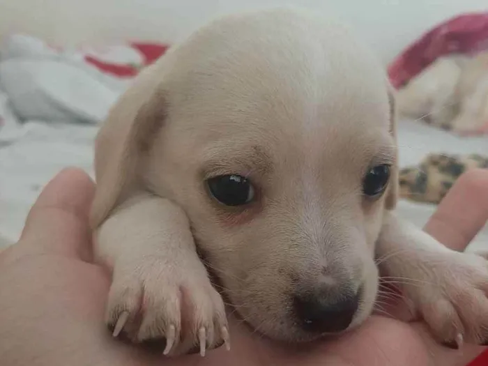 Cachorro ra a Vira-latas  idade Abaixo de 2 meses nome Sem nomes definidos 