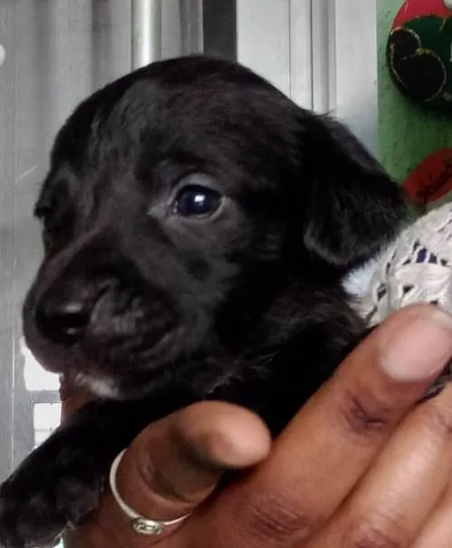 Cachorro raça Srd idade 2 a 6 meses nome Clarisse