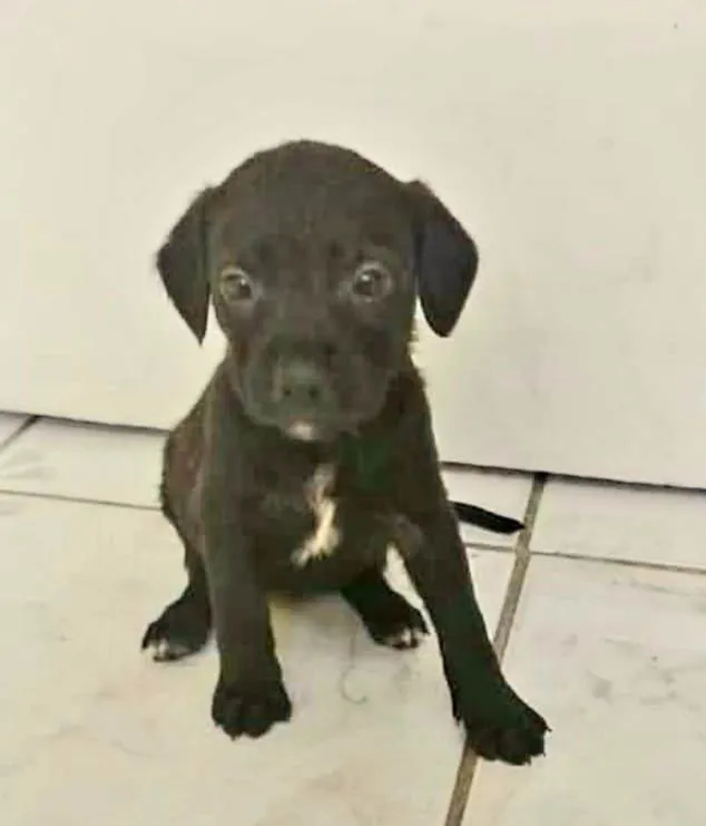 Cachorro raça Srd idade 2 a 6 meses nome Clarisse