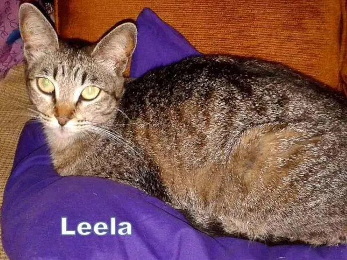 Gato ra a felina SRD idade 2 anos nome Luna e Leela
