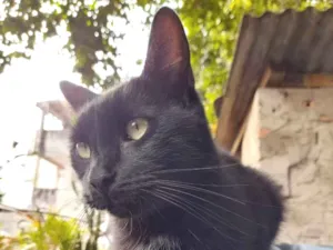 Gato raça felino SRD idade 2 anos nome Black Blue Cat