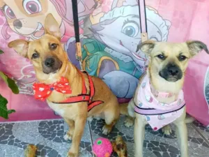 Cachorro raça SRD idade 7 a 11 meses nome Clara e caramelo 