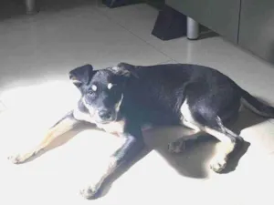 Cachorro raça SRD idade 7 a 11 meses nome Toddy