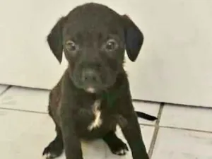Cachorro raça Srd idade 2 a 6 meses nome Clarisse