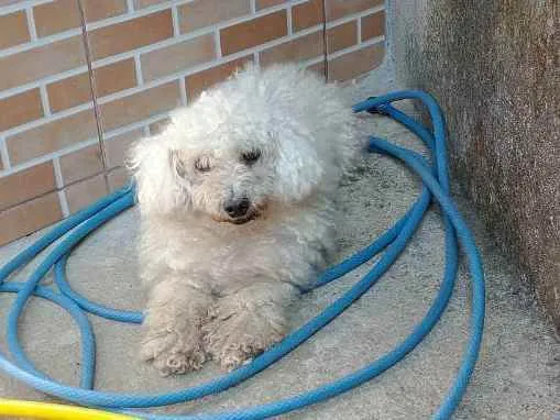 Cachorro raça Poodle idade 6 ou mais anos nome Billy