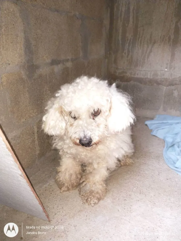 Cachorro raça Poodle idade 6 ou mais anos nome Billy