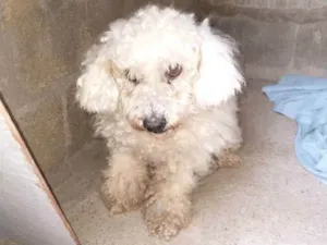 Cachorro raça Poodle idade 6 ou mais anos nome Billy