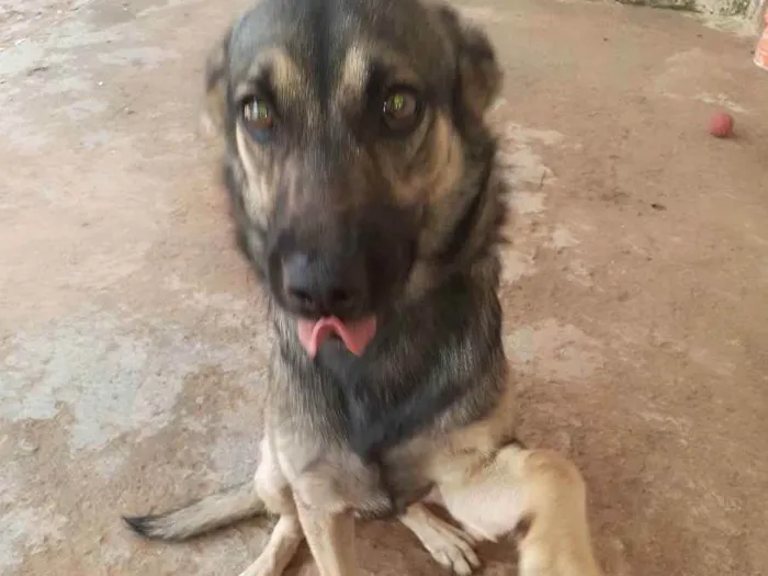 Cachorro raça Vira lata idade 2 anos nome Thedy Marley
