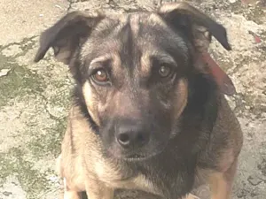 Cachorro raça Vira lata idade 2 anos nome Thedy Marley