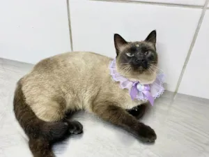 Gato raça  idade 2 anos nome Meg 