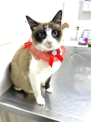 Gato raça  idade 2 anos nome Kiara