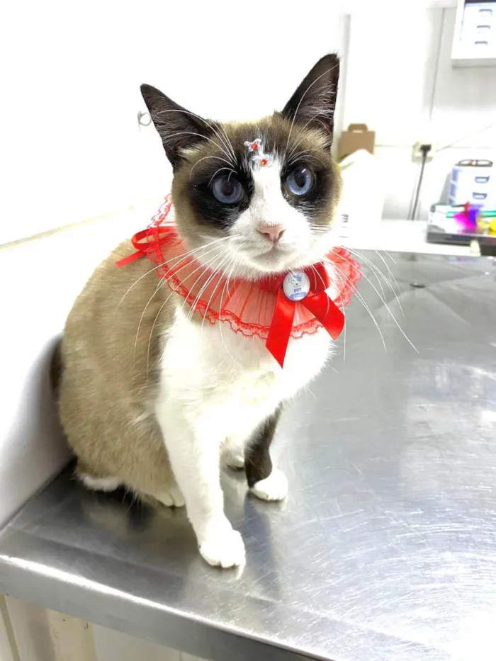 Gato raça  idade 2 anos nome Kiara