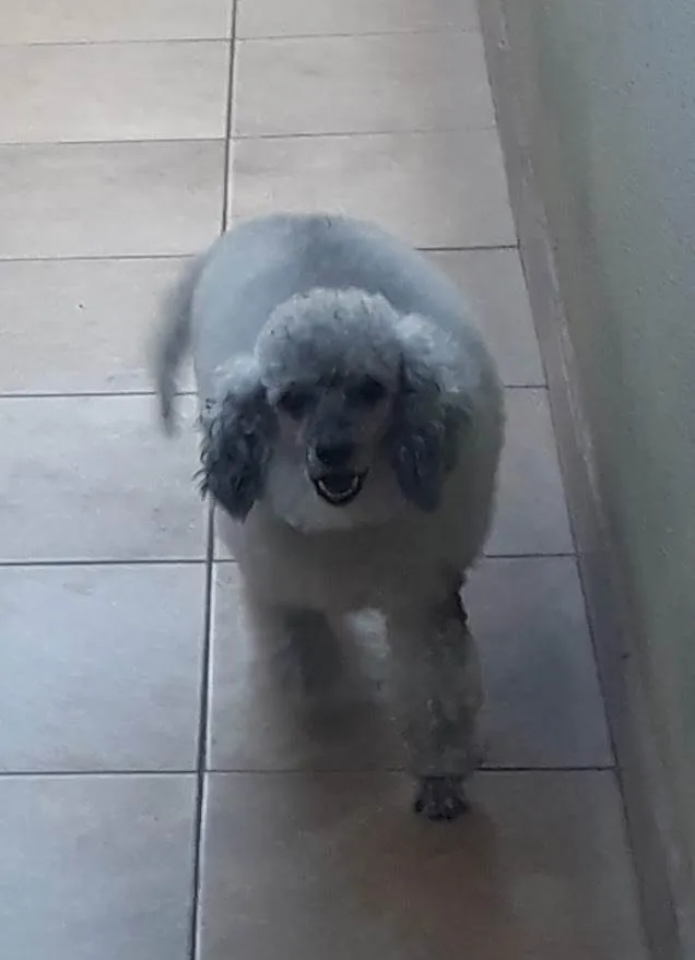 Cachorro raça Poodle idade 6 ou mais anos nome Tony
