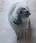 Tony