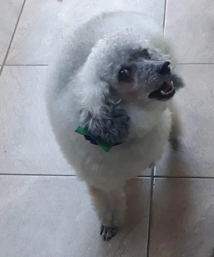Cachorro raça Poodle idade 6 ou mais anos nome Tony