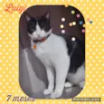 Gato raça  idade 7 a 11 meses nome Luigi 