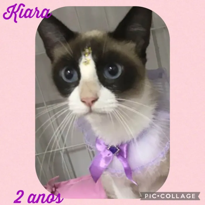 Gato raça  idade 2 anos nome Kiara 