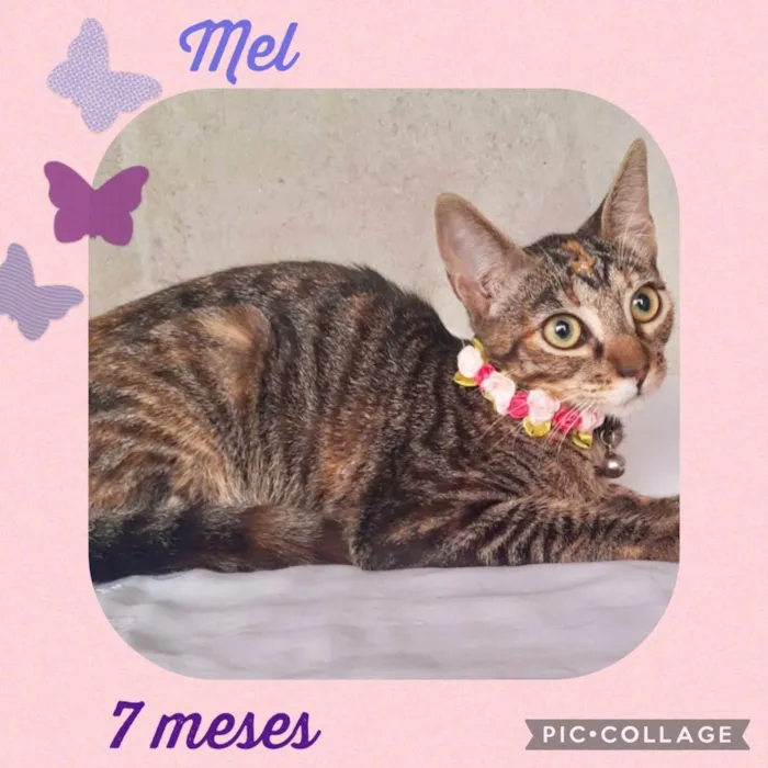 Gato raça  idade 2 a 6 meses nome Mel 