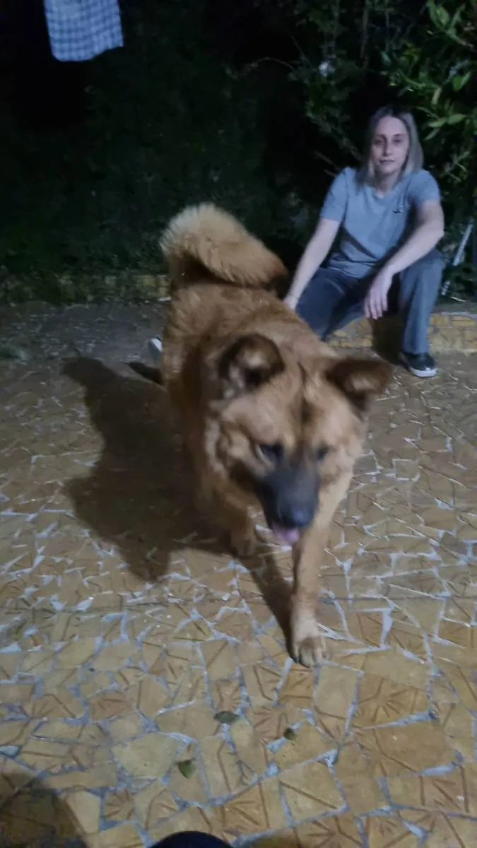 Cachorro raça Chow Chow  idade 1 ano nome Sem nome