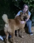 Cachorro raça Chow Chow  idade 1 ano nome Sem nome