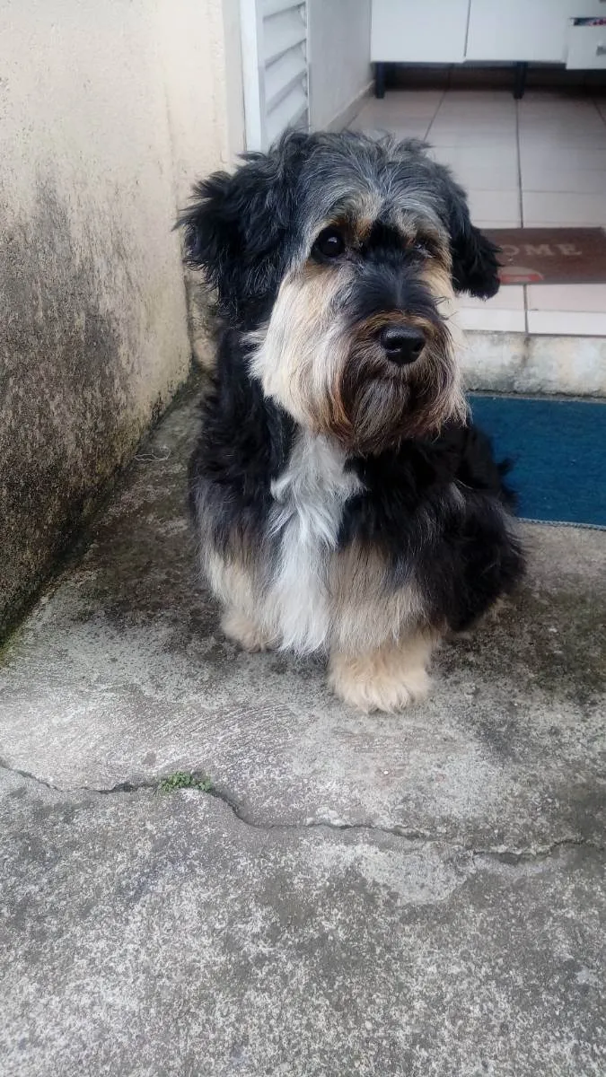 Cachorro ra a Shnauzer  idade 3 anos nome Bebel