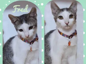 Gato raça  idade 7 a 11 meses nome Fred 