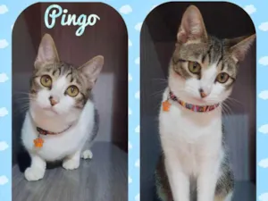 Gato raça  idade 7 a 11 meses nome Pingo 
