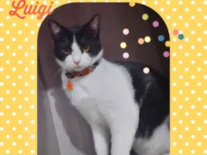 Gato raça  idade 7 a 11 meses nome Luigi 