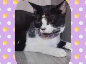 Gato raça  idade 7 a 11 meses nome Julia 