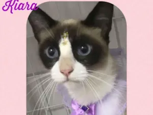 Gato raça  idade 2 anos nome Kiara 