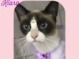 Gato raça  idade 2 anos nome Kiara 