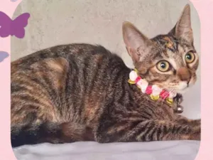 Gato raça  idade 2 a 6 meses nome Mel 
