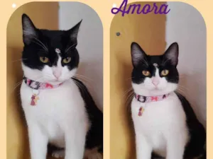 Gato raça  idade 1 ano nome Amora 