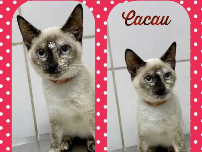 Gato raça SRD  idade 2 a 6 meses nome Cacau 