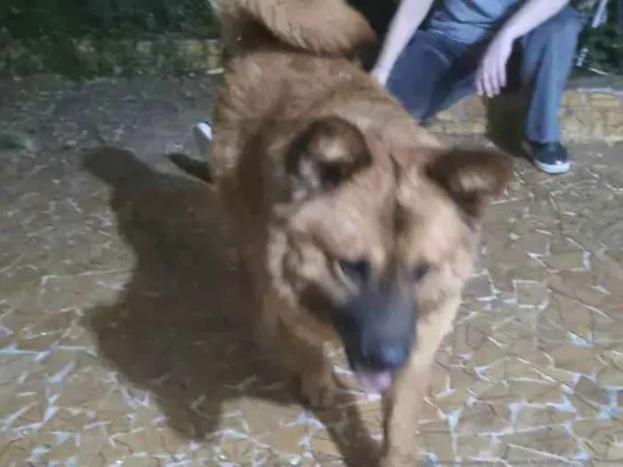Cachorro raça Chow Chow  idade 1 ano nome Sem nome
