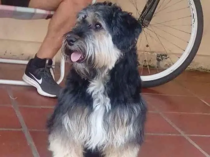 Cachorro ra a Shnauzer  idade 3 anos nome Bebel