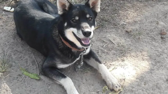 Gato raça Mestiço de husky  idade 7 a 11 meses nome Billy 