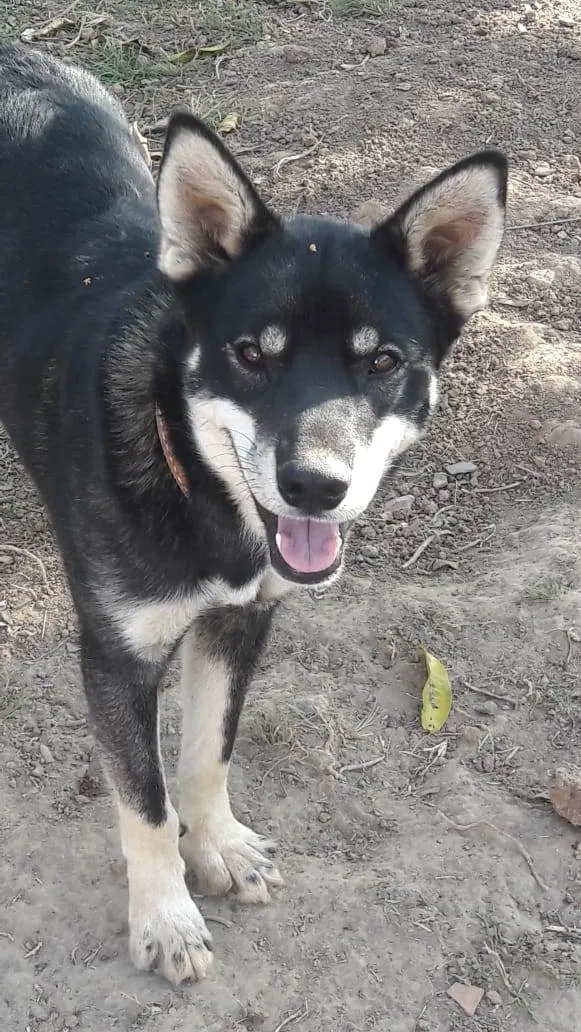 Cachorro raça Mestiço de husky  idade 7 a 11 meses nome Billy 