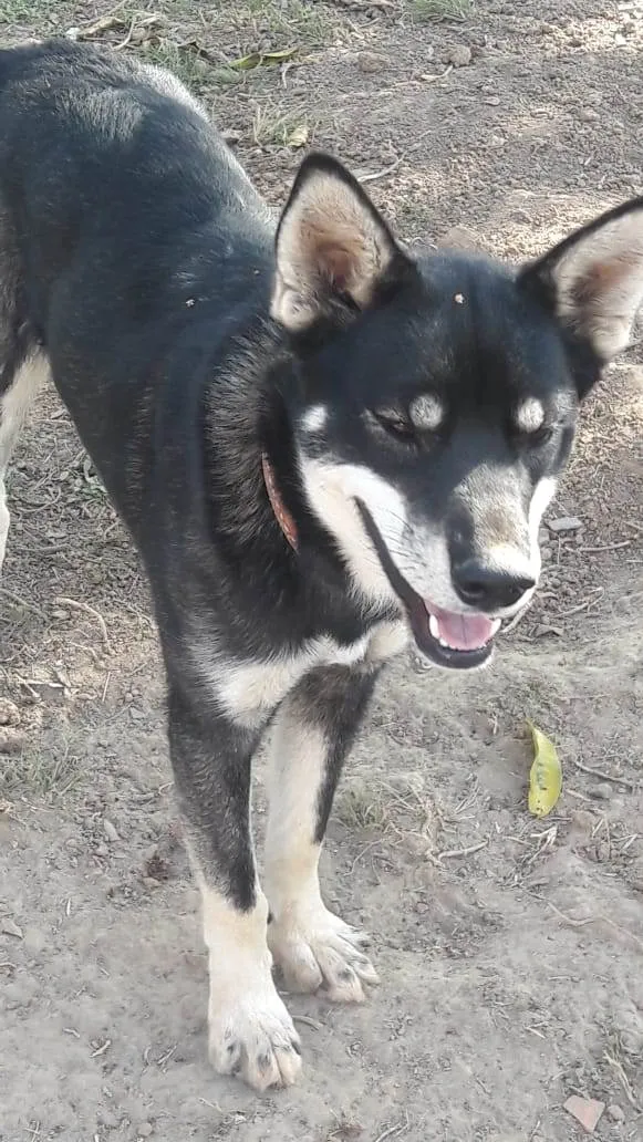 Cachorro raça Mestiço de husky  idade 7 a 11 meses nome Billy 