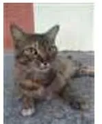 Gato ra a srd tigradinha idade 4 anos nome JULLY
