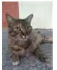 JULLY