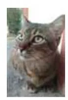 Gato ra a srd tigradinha idade 4 anos nome JULLY