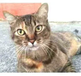 Gato ra a srd tigradinha idade 4 anos nome JULLY