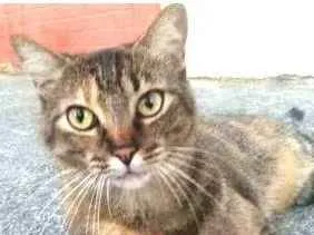 Gato raça srd tigradinha idade 4 anos nome JULLY