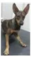 Cachorro ra a srd idade 7 a 11 meses nome LAYKA