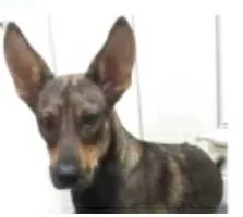 Cachorro ra a srd idade 7 a 11 meses nome LAYKA