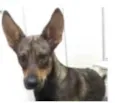 LAYKA