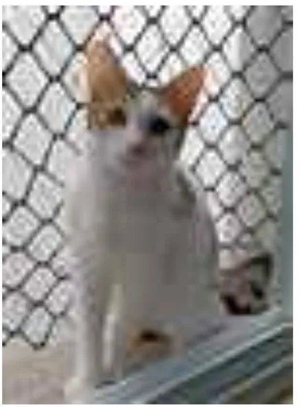 Gato ra a srd idade 7 a 11 meses nome THÉO