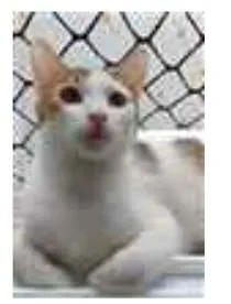 Gato ra a srd idade 7 a 11 meses nome THÉO