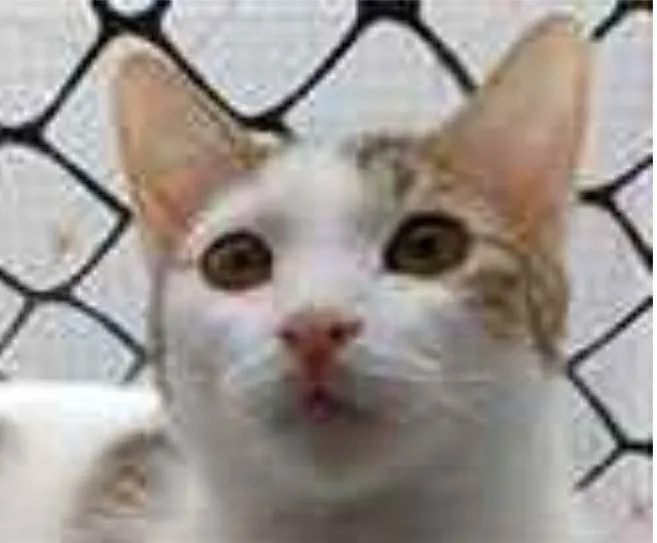 Gato ra a srd idade 7 a 11 meses nome THÉO